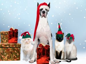 Preview wallpaper dogs, cats, new year, holiday, costumes