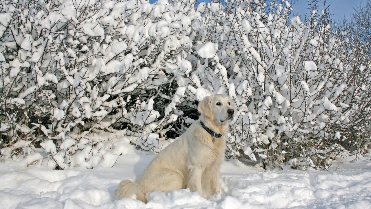 Wallpaper dogs, collars, sitting, snow, trees