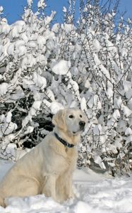 Preview wallpaper dogs, collars, sitting, snow, trees