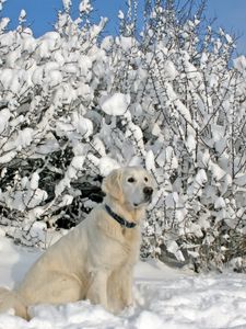 Preview wallpaper dogs, collars, sitting, snow, trees