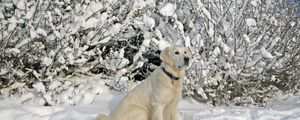 Preview wallpaper dogs, collars, sitting, snow, trees