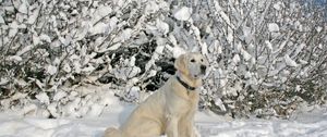 Preview wallpaper dogs, collars, sitting, snow, trees