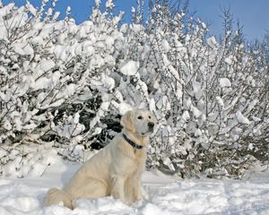 Preview wallpaper dogs, collars, sitting, snow, trees