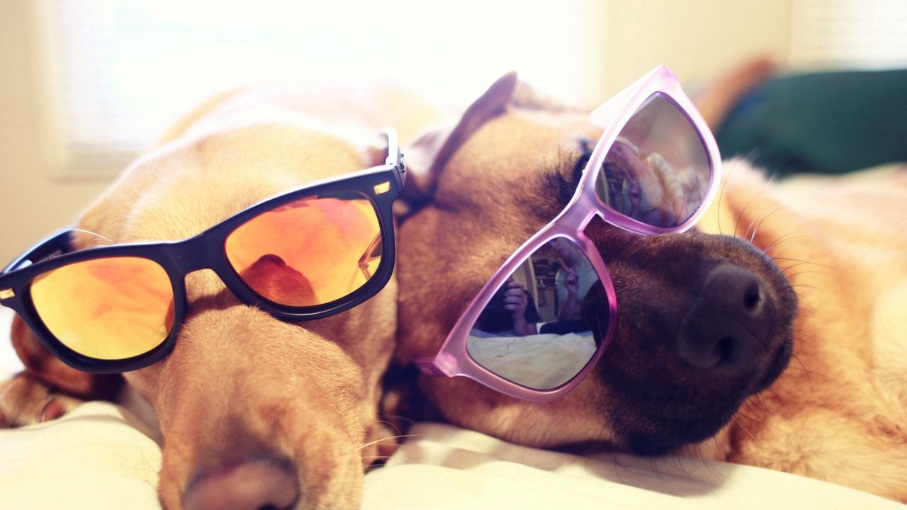 Wallpaper dogs, couple, glasses, lie