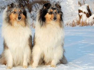 Preview wallpaper dogs, couple, snow, sitting