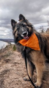 Preview wallpaper dogs, dog collar, scarf, grass, river