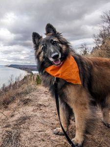 Preview wallpaper dogs, dog collar, scarf, grass, river