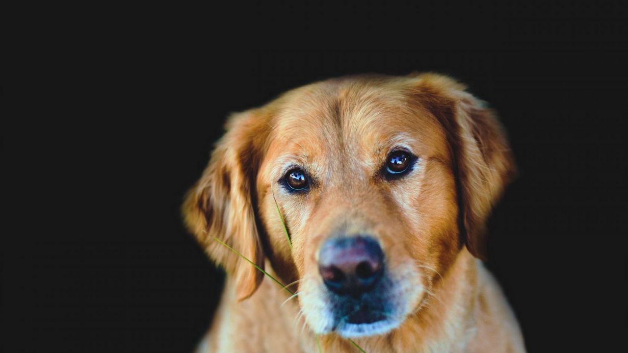 Wallpaper dogs, face, background, dark, eyes, sadness