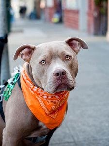 Preview wallpaper dogs, face, bandana, leash