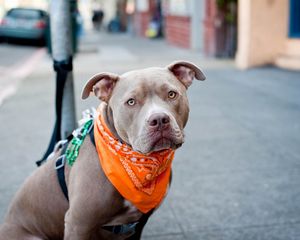 Preview wallpaper dogs, face, bandana, leash