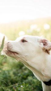 Preview wallpaper dogs, face, feathers, grass, blurring