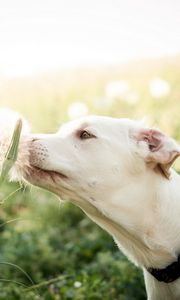 Preview wallpaper dogs, face, feathers, grass, blurring