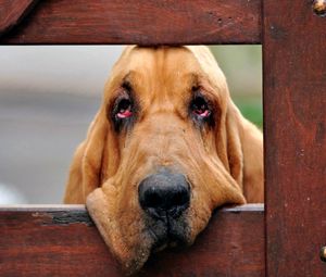 Preview wallpaper dogs, face, fence, wooden