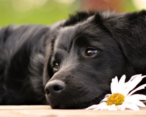 Preview wallpaper dogs, face, flower, lying, waiting, sadness