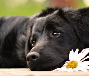 Preview wallpaper dogs, face, flower, lying, waiting, sadness