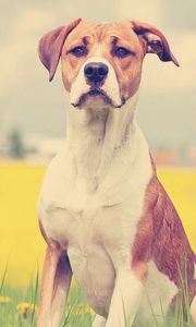 Preview wallpaper dogs, face, grass, flowers, waiting