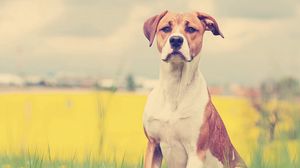 Preview wallpaper dogs, face, grass, flowers, waiting