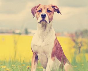 Preview wallpaper dogs, face, grass, flowers, waiting