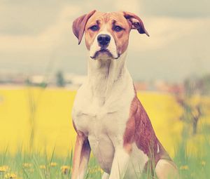 Preview wallpaper dogs, face, grass, flowers, waiting