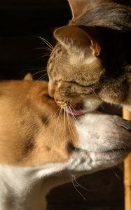 Preview wallpaper dogs, face, male, spotted, tenderness