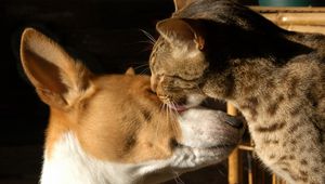 Preview wallpaper dogs, face, male, spotted, tenderness