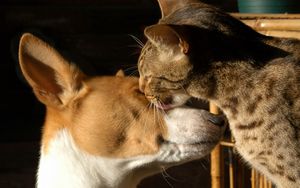 Preview wallpaper dogs, face, male, spotted, tenderness