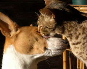 Preview wallpaper dogs, face, male, spotted, tenderness