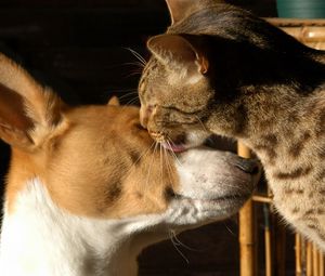 Preview wallpaper dogs, face, male, spotted, tenderness