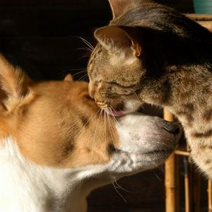 Preview wallpaper dogs, face, male, spotted, tenderness