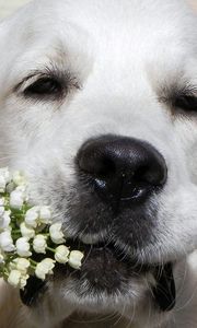 Preview wallpaper dogs, face, nose, flowers, flower, lily of the valley