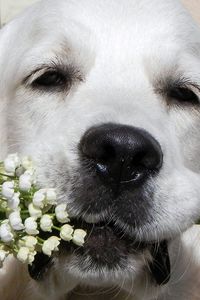 Preview wallpaper dogs, face, nose, flowers, flower, lily of the valley