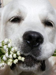 Preview wallpaper dogs, face, nose, flowers, flower, lily of the valley