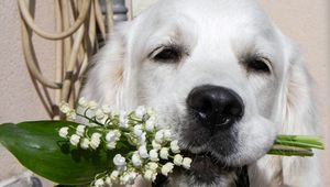 Preview wallpaper dogs, face, nose, flowers, flower, lily of the valley