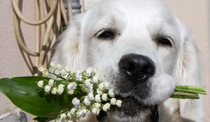 Preview wallpaper dogs, face, nose, flowers, flower, lily of the valley