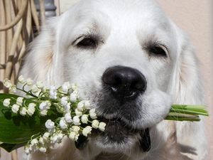 Preview wallpaper dogs, face, nose, flowers, flower, lily of the valley