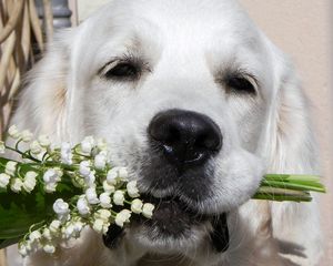 Preview wallpaper dogs, face, nose, flowers, flower, lily of the valley