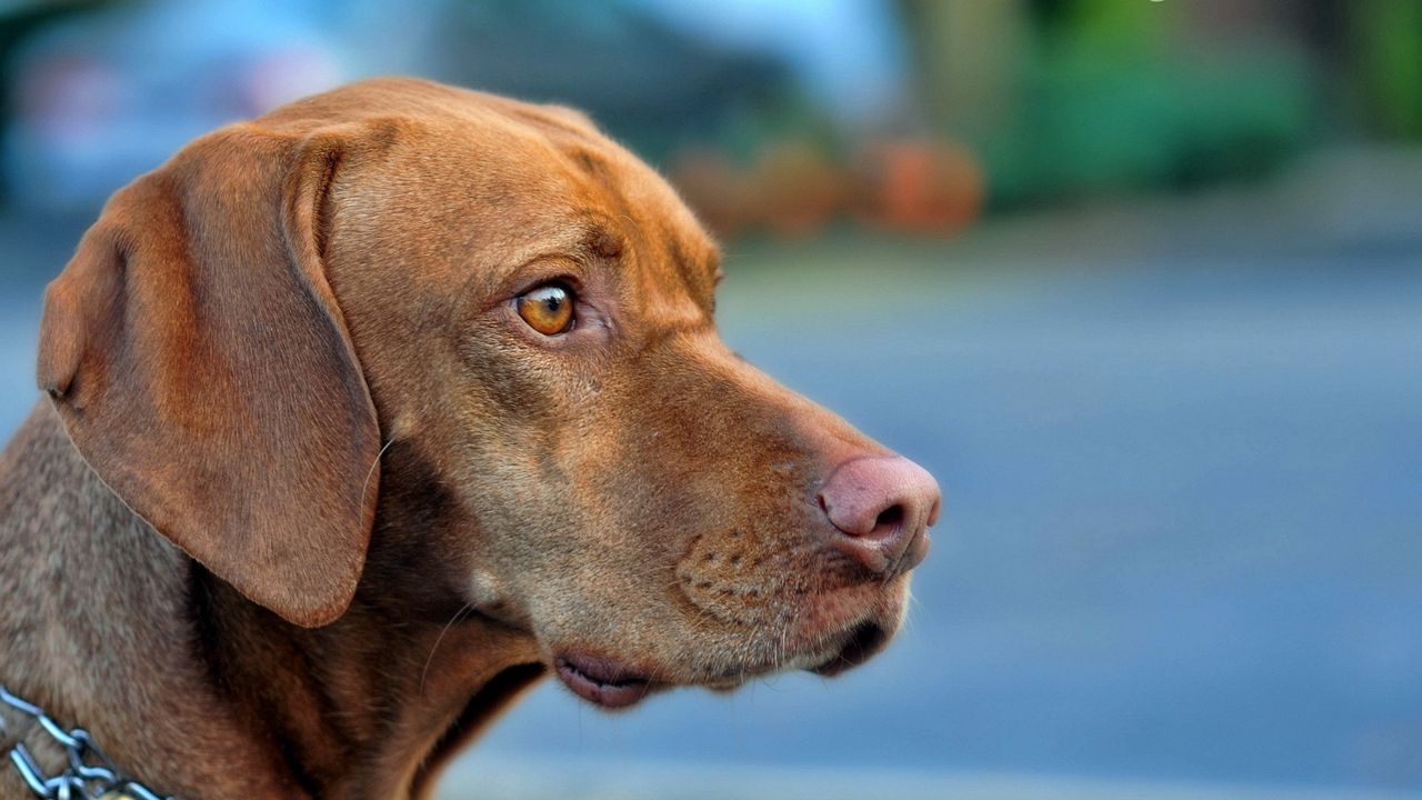 Wallpaper dogs, face, profile, eyes, fear