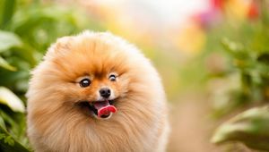 Preview wallpaper dogs, face, protruding tongue, furry