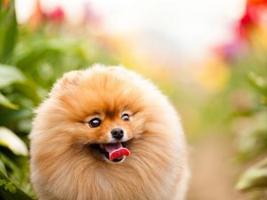 Preview wallpaper dogs, face, protruding tongue, furry