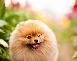 Preview wallpaper dogs, face, protruding tongue, furry