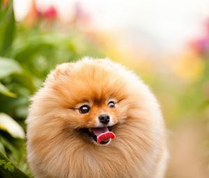 Preview wallpaper dogs, face, protruding tongue, furry