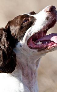 Preview wallpaper dogs, face, protruding tongue, spotted