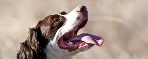 Preview wallpaper dogs, face, protruding tongue, spotted