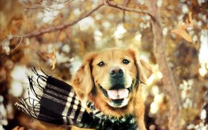 Preview wallpaper dogs, face, protruding tongue, scarf