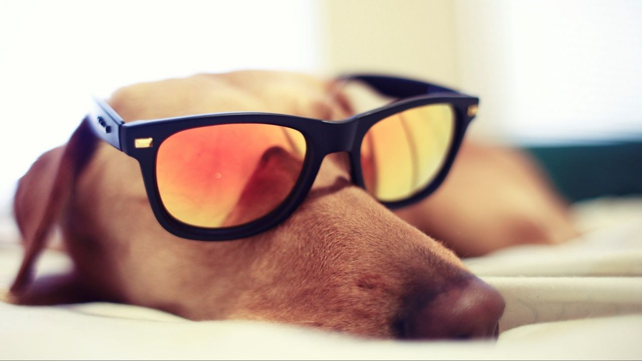 Wallpaper dogs, face, sunglasses, reflection