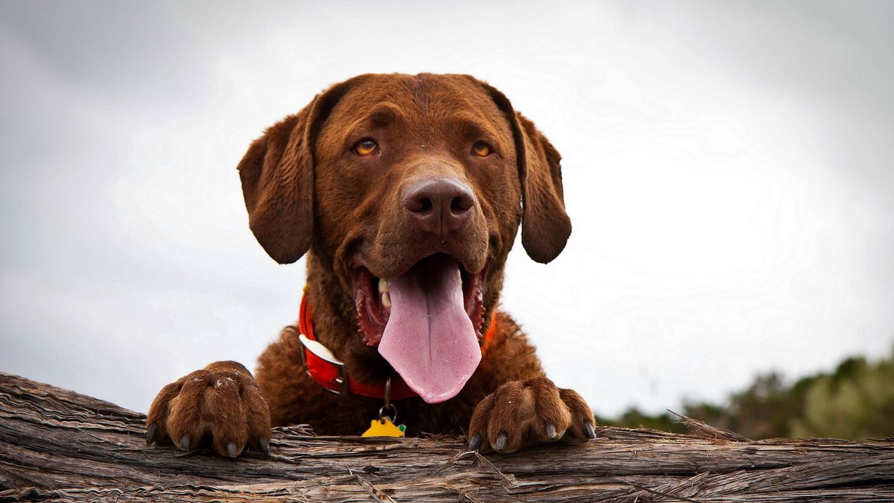 Wallpaper dogs, face, tongue, rest