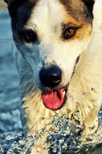 Preview wallpaper dogs, face, water, spray