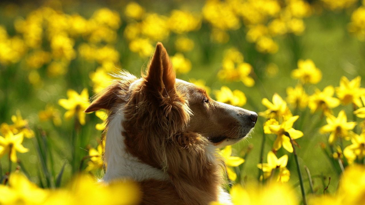 Wallpaper dogs, flowers, blurry, ears, face, profile