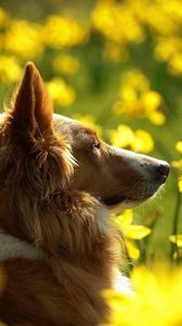 Preview wallpaper dogs, flowers, blurry, ears, face, profile