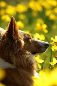 Preview wallpaper dogs, flowers, blurry, ears, face, profile